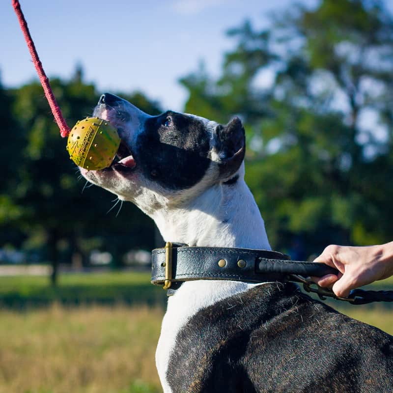 Жесткий резиновый мяч ø7 см «Funny Dog» на веревке для питбуля